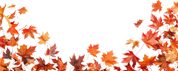 Naklejka na ściany i meble Autumn coloured leaves from trees.