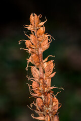 Withered flowers, and one fruit; lesser broomrape (orobanche minor)