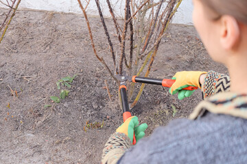 spring pruning of damaged rose branches. a girl in protective gloves removes dead stems with...