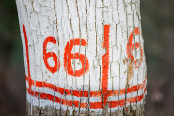 Hiking marking on a tree in the woods. Symbol of the Devil Number 666 in nature