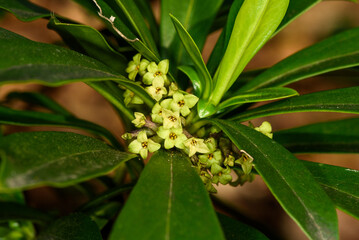 Spurge laurel (Daphne laureola) flowers close-up 