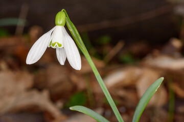 First snowdrops (Galanthus nivalis) in the forest in spring 