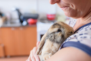 A cute Lop ear rabbit in the hands of a woman