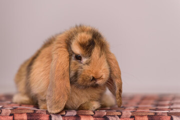 A cute Lop ear rabbit