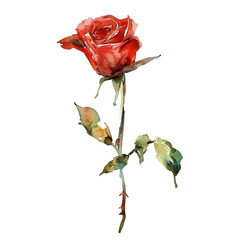 Watercolor Rose isolated on transparent background - 757600630