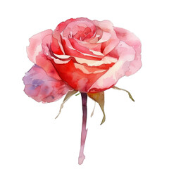 Watercolor Rose isolated on transparent background - 757600651