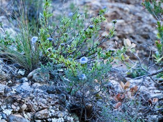 Flower of the Alypo globe daisy or shrubby globularia (Globularia alypum)