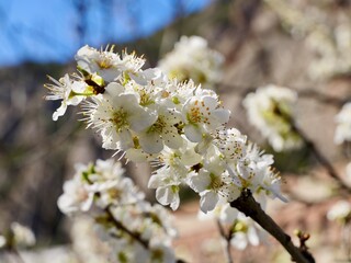 Blooming plum tree (Prunus domestica), Spain