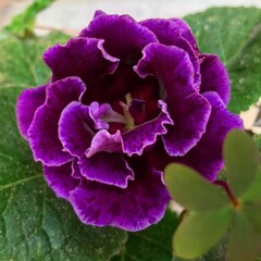 Flor de terciopelo violeta