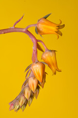Echeveria Rainbow Flowers. Closeup exotic tropical flower. Colorful photo of fresh spring flower over isolated background