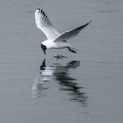 seagull in flight