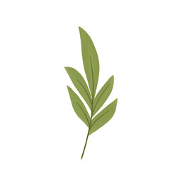leaves on transparent background big leaves single leaves