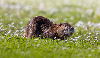 Coypus eating grass on the bank of a small river
