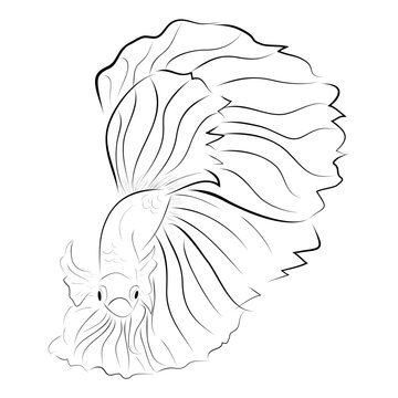 Betta or siamese fighting fish, simple vector hand draw sketch Big and Beautiful Tail