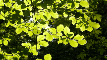 Green leaves as nature background.