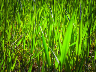 Close up of green grass as nature background.