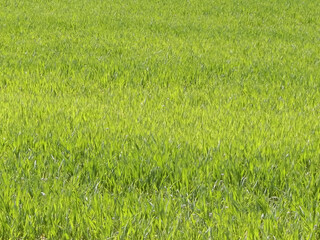 Close up of green grass as nature background.