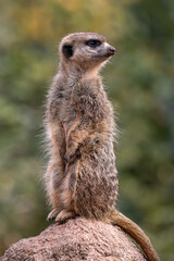 Meerkat, Suricata suricatta sitting on a stone and looking into the distance