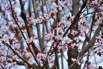 Spring flowers, park in Arandjelovac Serbia - 757605631