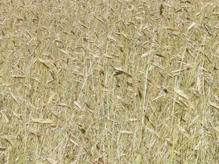 Close up of rye plants as nature background