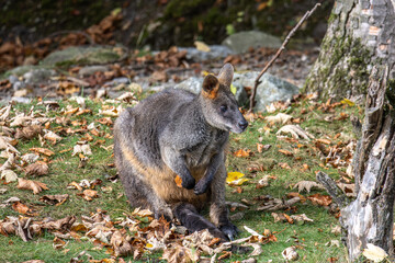 Swamp Wallaby, Wallabia bicolor, is one of the smaller kangaroos