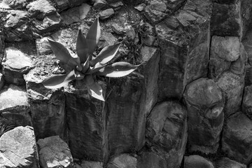 A cactus by the hillside. Foto taken in the Basaltic Prisms, in Hidalgo, Mexico. 