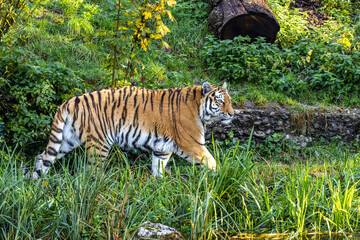The Siberian tiger,Panthera tigris altaica in a park