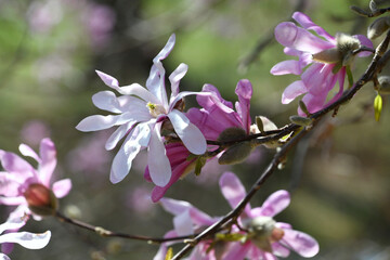 A branch of pink star magnolia tree blossoms blooming in the spring season © MargJohnsonVA