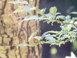 Close up of green leaves.