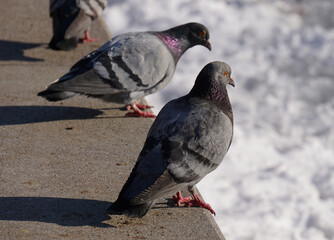 Common pigeon in the park.