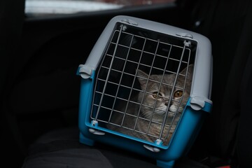 Travel with pet. Cute cat in carrier inside car - 757612444