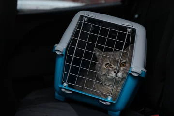 Poster Travel with pet. Cute cat in carrier inside car © New Africa