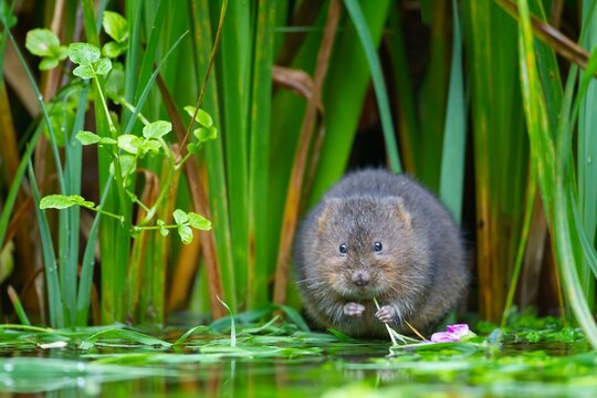 Water vole (Arvicola amphibius) adult feeding by a pond, Kent, England, United Kingdom, Europe