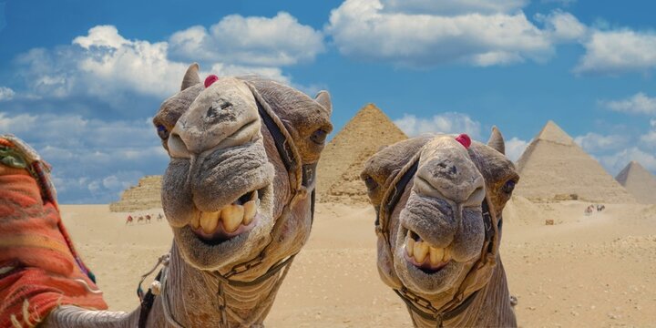 Camels in front of the pyramids of Giza, Giza, Cairo, Egypt, Africa