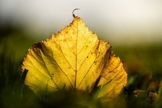 Linden leaf (Tilia) backlit on grass, Mindelheim, Unterallgaeu, Bavaria, Germany, Europe