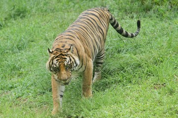 a Sumatran tiger roaming the grass