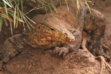 a salvator lizard hunting in the muddy ground