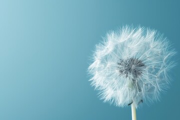 Fototapeta premium Dandelion releasing seeds in the wind against a clear blue sky.
