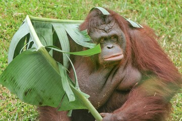 portrait of a bored Bornean orangutan