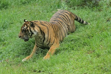 A Sumatran tiger lying in the grass