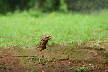 a salvator lizard lurks from the rocks