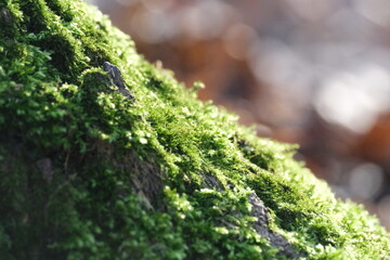 Mousse sur un tronc d'arbre