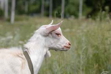 Fototapeta premium Portrait of a little goat. Cute with funny. Soft sunlight.