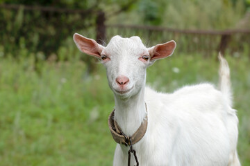 Portrait of a little white goat. Cute with funny. Soft sunlight.