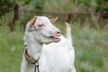 Obraz premium Funny portrait of a little goat in eco park, contact zoo, on rural farm, livestock. Mammal animals outdoors.Funny animals.
