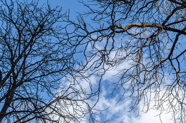 Leafless branches over blue sky background