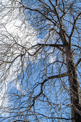 Obraz premium Leafless branches over blue sky background