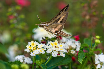 A White-lined Sphinx Moth pollinating a cluster of White Lantana flowers with its very long tongue.