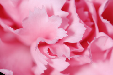 Macro shot of Pink Carnation as background