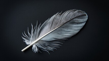 Soft Elegance, a Delicate Gray Feather on a Dark Backdrop